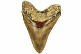 Serrated, Fossil Megalodon Tooth With Red Bourrelet - Indonesia #214780-1